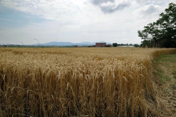 La fattoria di Gregna